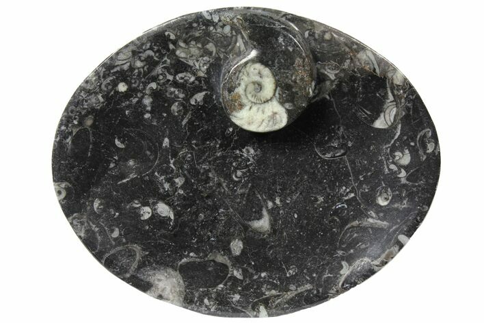 Oval Shaped Fossil Goniatite Dish - Morocco #123567
